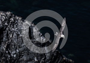 Closeup of a Fulmar flying on a sunny day