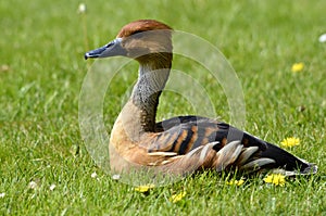 Fulvous Whistling Duck lying on grass photo