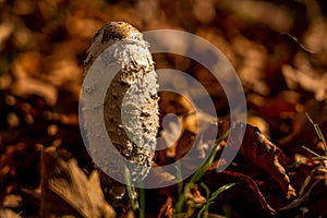 closeup of fungus in forest in rhoen, hesse, germany