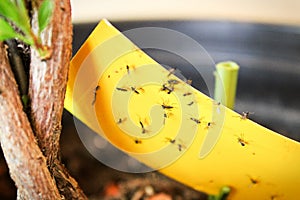 Closeup of fungus gnats being stuck to yellow sticky tape