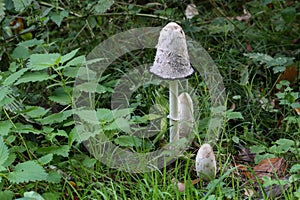 Closeup of fungus shaggy ink cap, Coprinus comatus.