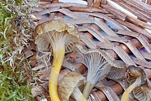 Closeup of funnel chanterelle in basket