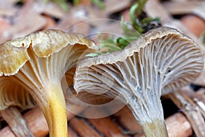 Closeup of funnel chanterelle in basket