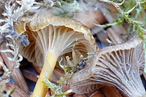 Closeup of funnel chanterelle in basket