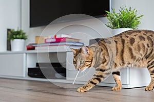 Closeup of a funny Bengal cat playing with a cotton bud in a house