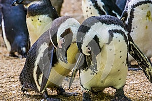 Closeup of a funny black footed penguin couple, flightless birds from Africa, Endangered animal specie