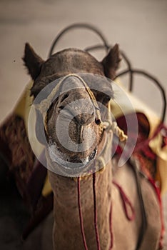 Closeup of a funny camel face