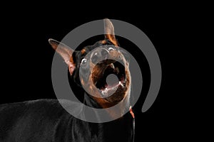 Closeup Funny Doberman Pinscher Dog Surprised Opened mouth, isolated Black