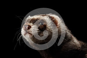 Closeup Funny Ferret looking in camera on Black Background photo