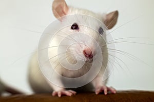 Closeup of funny white domestic rat with long whiskers