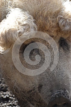 Closeup of a funny white mangalitza pig