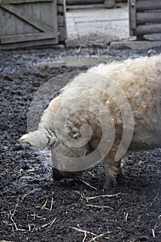 Closeup of a funny white mangalitza pig