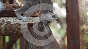 Closeup of funny wild lemurs