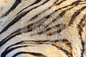 Closeup fur pattern of the white Bengal Tiger