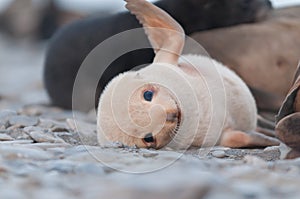 Closeup of fur seal pup playing, Antarctica