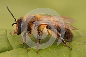 Closeup on a furry brown female chocolate mining bee, Andrena scotica