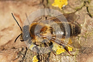 Closeup on a furry brown female chocolate mining bee, Andrena scotica