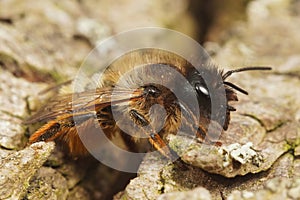 Closeup on a furry female red mason bee, Osmia rufa, resting on a piece of wood