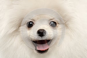 Closeup Furry Happiness White Pomeranian Spitz Dog Curious Smiling