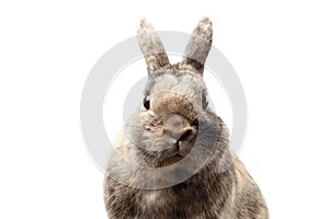 Closeup Furry Little rabbit, Brown Fur, isolated on white Background