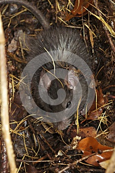Closeup on a furry and wed black rat, Rattus rattus, hiding from the rain in the forest