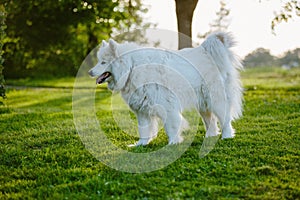 Closeup of a furry white Samoyed dog in a park trail captured with its tongue out