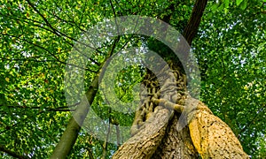 Closeup of a fused tree trunk in the liesbos forest of breda, the netherlands, trees growing together