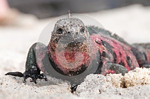 Closeup of Galapagos marine iguana