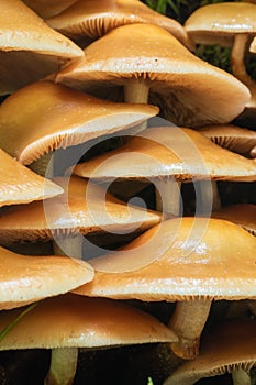 Galerina marginata mushrooms