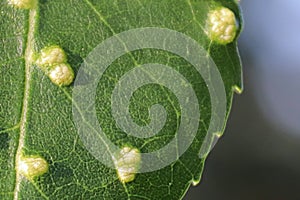 Closeup of galls on an ash leaf