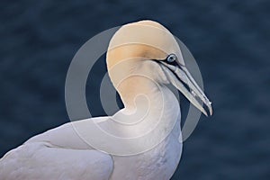 Closeup of a Gannet bird at Troup Head, Scotland
