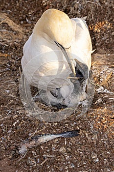 Closeup of Gannets on their breeding places at Helgoland, Germany.