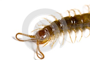 Closeup of garden centipede