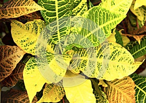 Closeup of Garden Croton leaves, or called Koson in Thai as texture and background pattern