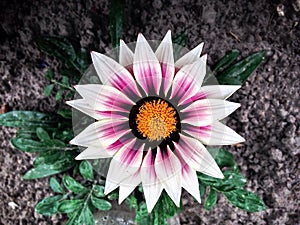 Closeup of garden flower