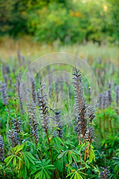 Closeup of Garden Lupine growing in a garden or park. Macro details of blue flower pods in harmony with nature, tranquil