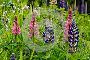 Closeup Of Garden Lupines Lupinus Polyphyllus