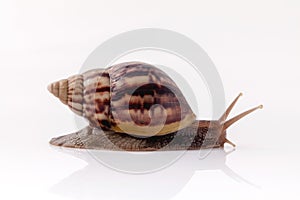 Closeup of garden snail isolate on white background .