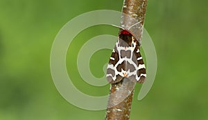 Garden tiger moth, Arctia caja resting on birch twig photo