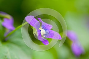 Closeup garden violet flowers