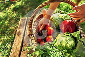 Closeup of a gardener female`s hands putting in a basket freshly picked ecological vegetables at the farm. A young owner farmer