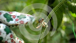 Closeup of gardener hand picking colorado beetle eating tomato or potato leaves. Agriculture and farm pest.