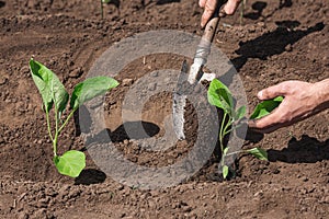 closeup gardener planting eggplant in the vegetable garden. Plant the seedling with a shovel.