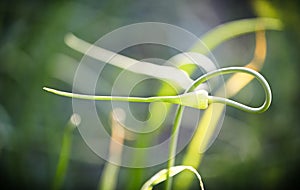 Closeup of garlic stem taken a ring shape