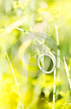 Closeup of garlic stem taken a ring shape