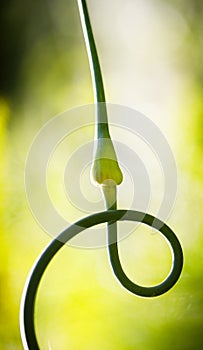 Closeup of garlic stem taken a ring shape