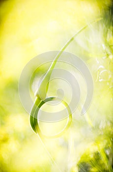 Closeup of garlic stem taken a ring shape