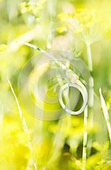 Closeup of garlic stem taken a ring shape