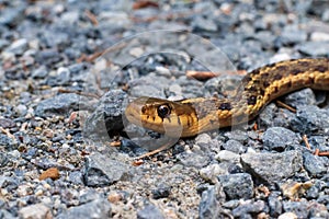 Closeup of a garter snake crawling on the pebbly ground