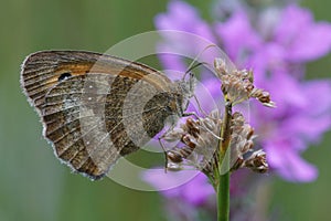 Closeup on a gatekeeper or hedge brown , Pyronia tithonus with closed wings around a purple flower